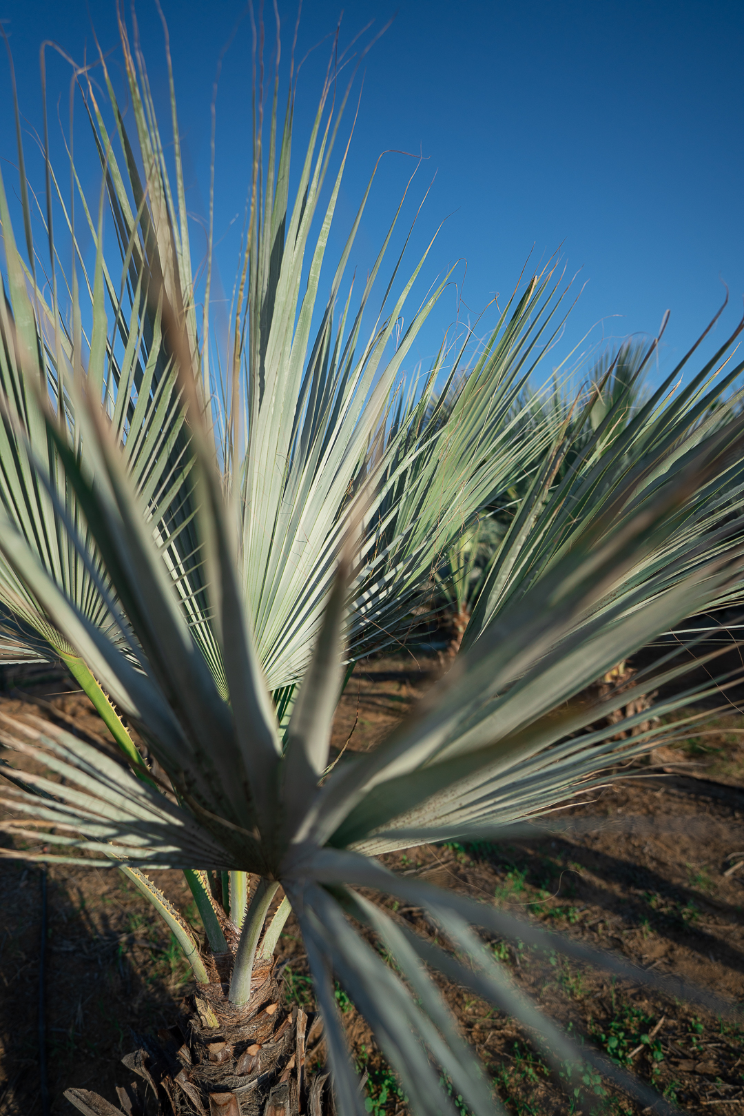 Azul Mexicana