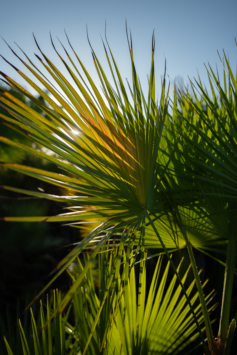 Palmera Europea