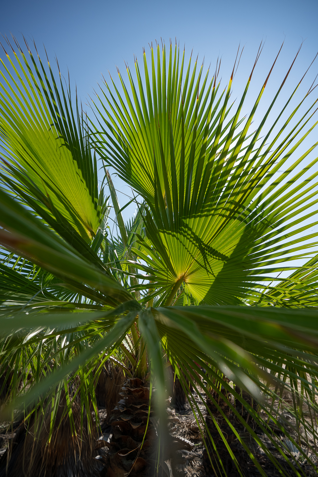 Washingtonia
